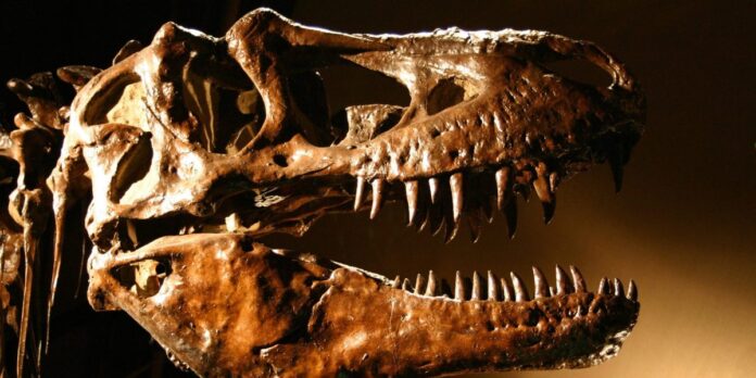 Dinosaur fossil shatters auction records after an American buyer paid $45 million