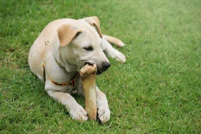 Labrador Retriever puppy chewing big bone on grass field