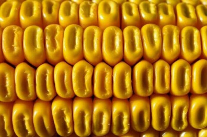 Corn Close Thursday with Losses