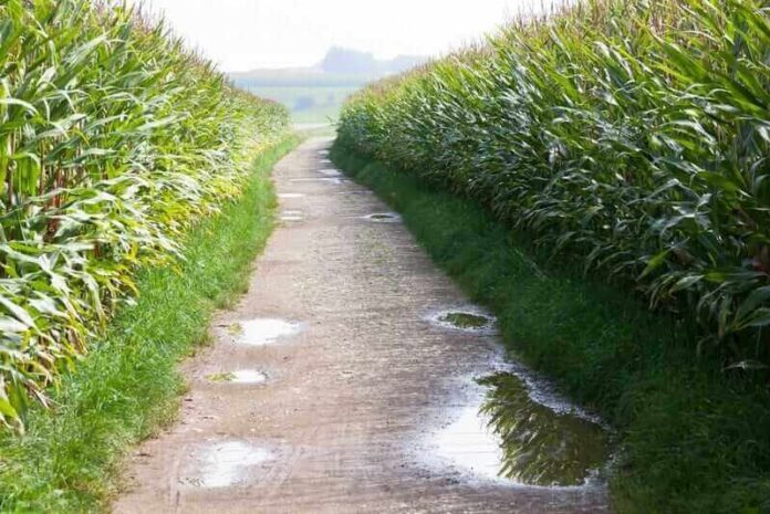 Corn Falls on Friday