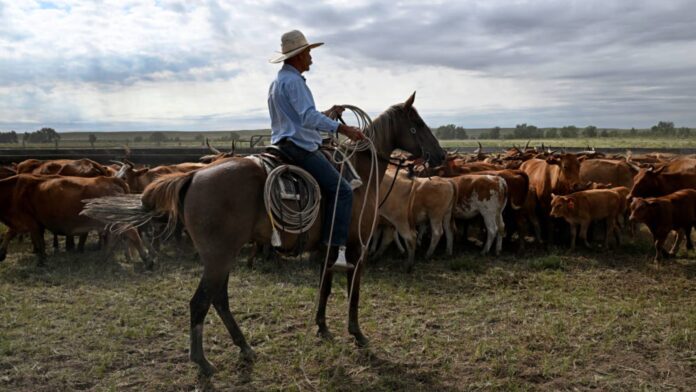 Ranchers don't understand tariffs amid Argentine beef row